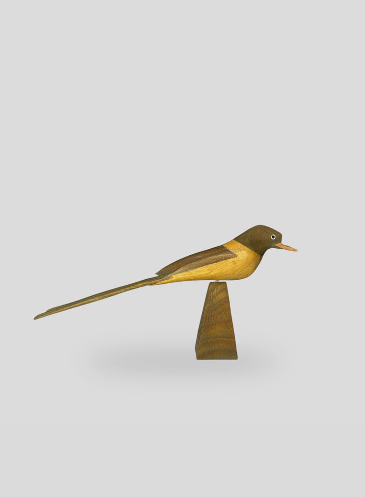 The Fork-tailed Flycatcher