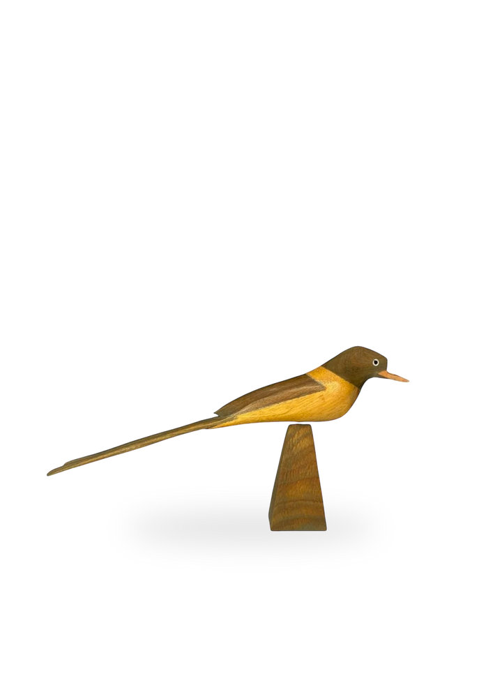 The Fork-tailed Flycatcher
