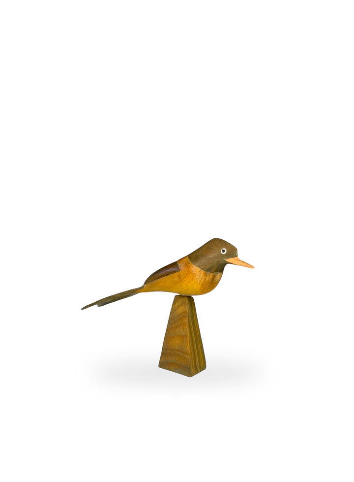 The Fork-tailed Flycatcher